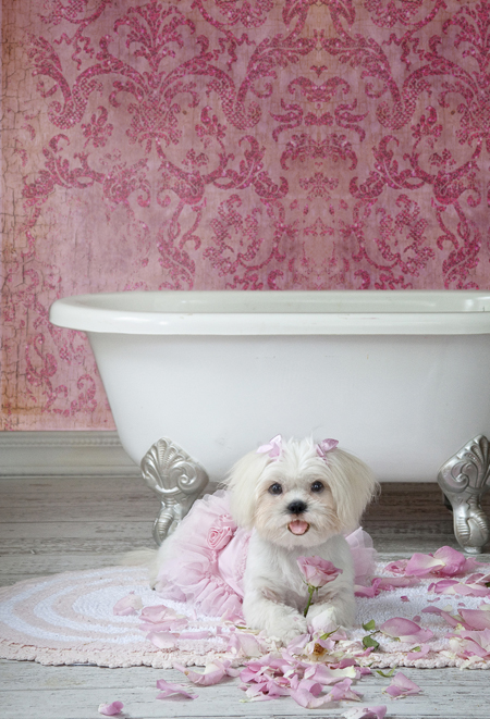 Pretty in Pink Dog