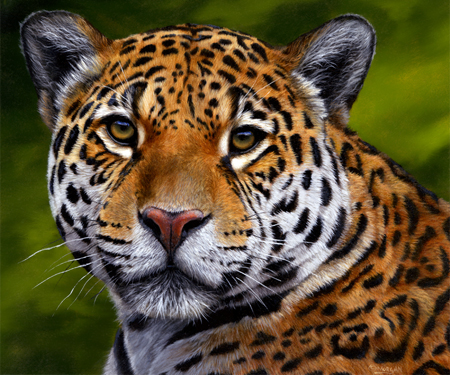 Jaguar Portrait