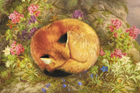 The Cozy Fox