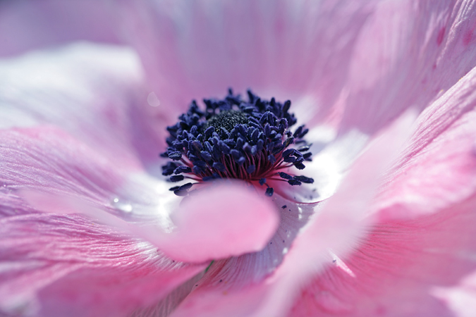 Anemone Close Up