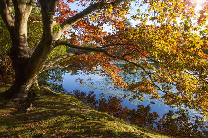 Autumn Tree Reflection