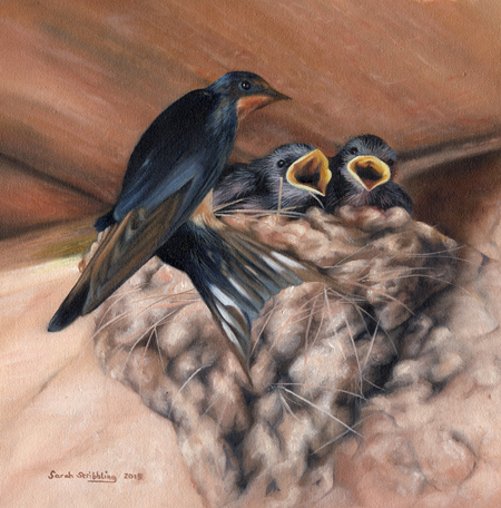 Swallows and Chicks