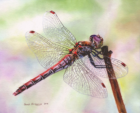 Dragonfly Painting