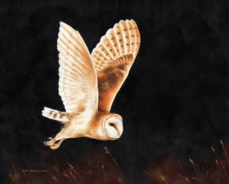 Barn Owl Flying