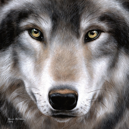 Grey Wolf Portrait