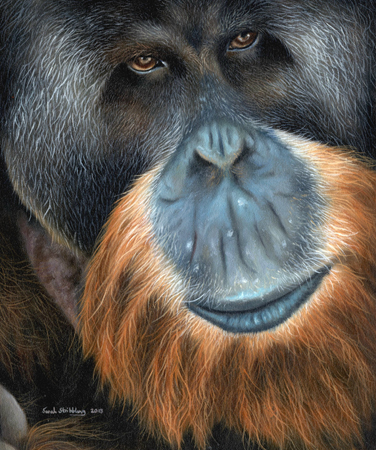 Orangutan Portrait