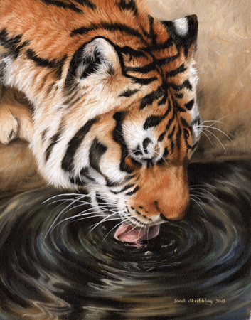 Siberian Tiger at Water Hole