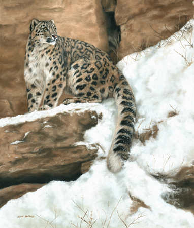 Snow Leopard in the Snow