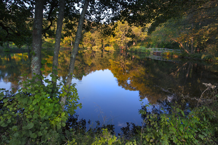 Forest Reflection