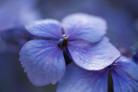 Lacecap Hydrangea