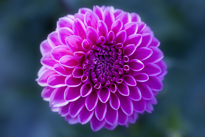 Pink Dhalia Close Up