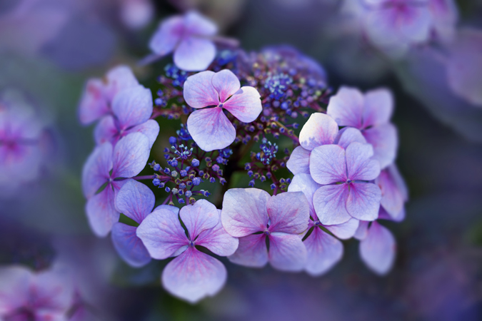 Lacecap Hydrangea Close Up