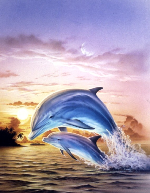 Sunset Dolphin