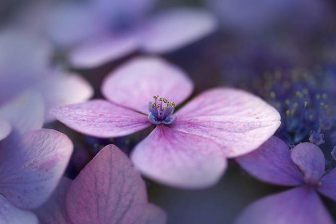 Single Hydrangea Petal