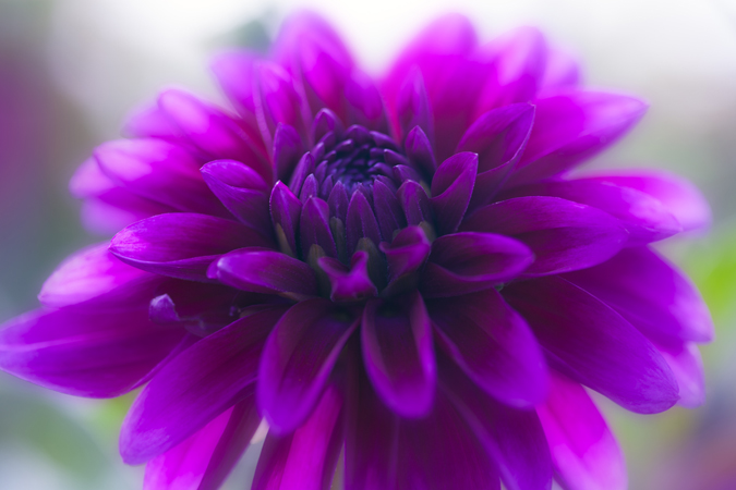 Pink Dhalia Close Up