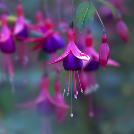 Pink Fuschia