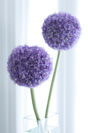 Two Alliums