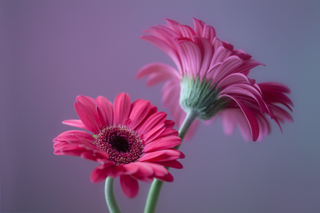 Two Pink Gerberas