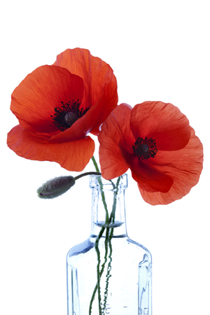 Two Poppies in Glass Bottle