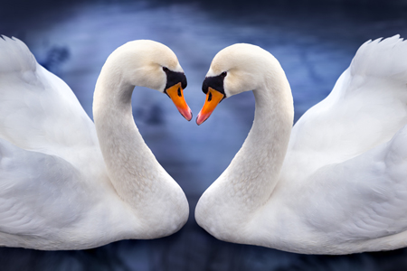 Two Swans