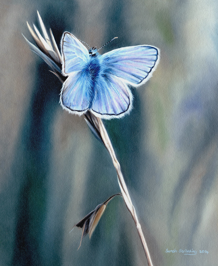 Common Blue Butterfly