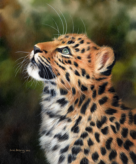 Leopard Cub Looking Up