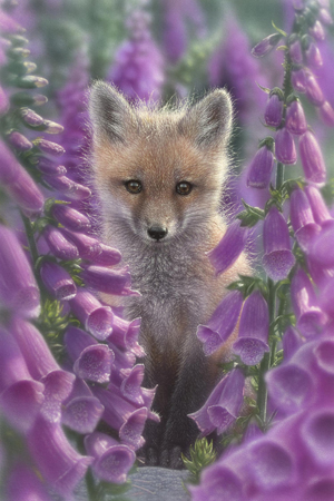 Fox Gloves