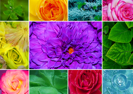 Floral Colors Collage