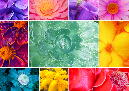 Floral Colour Multipic