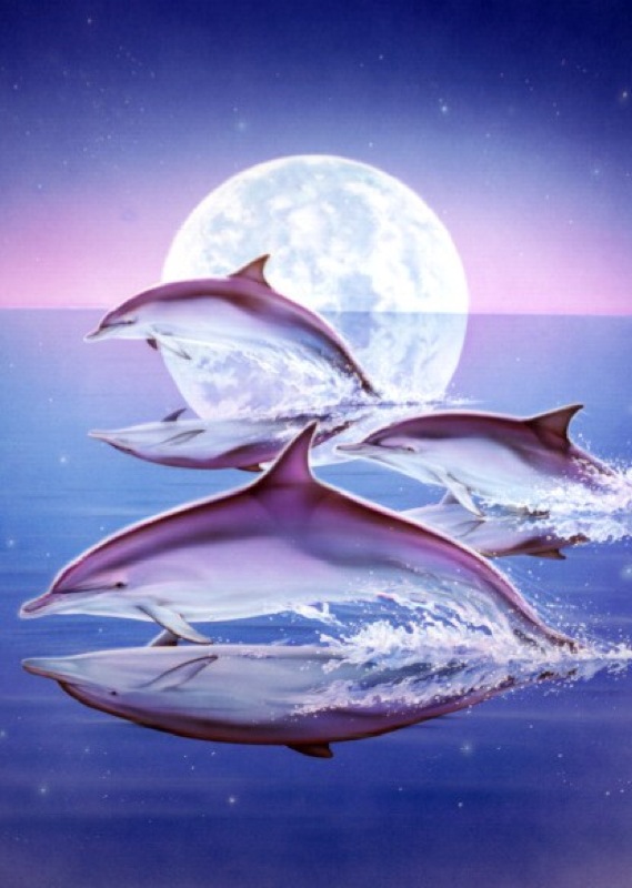 Dolphin Trio