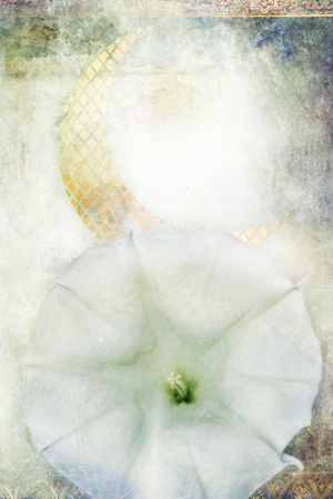 Moon Flower