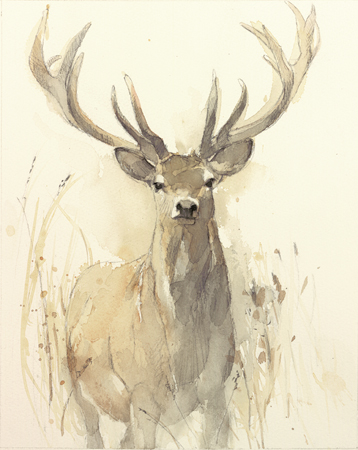 Stag Watercolour