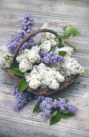 Basket of Lilac