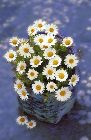 Daisy Basket