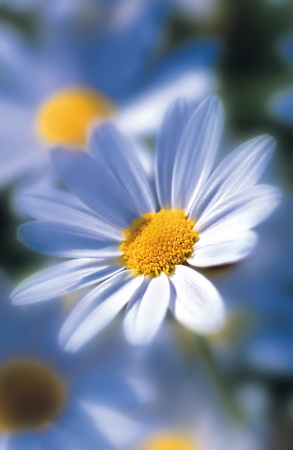 Macro Daisy