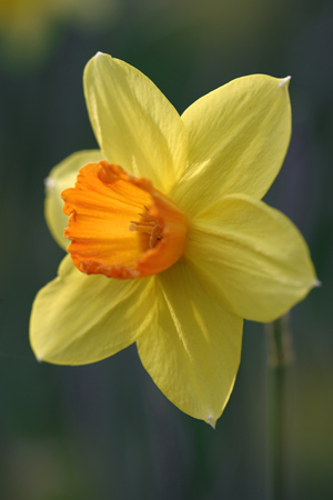 Up Close Daffodil