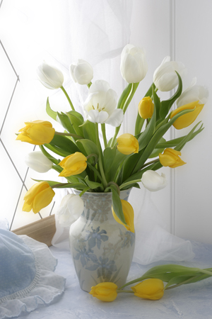 Yellow and White Tulips