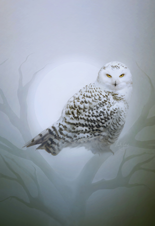 Snow Owl