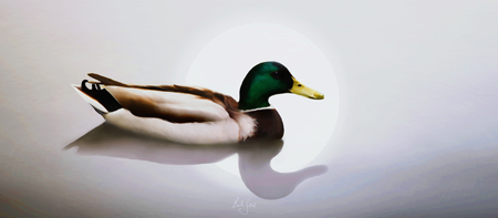 Duck and Reflection