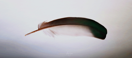 Duck Feather