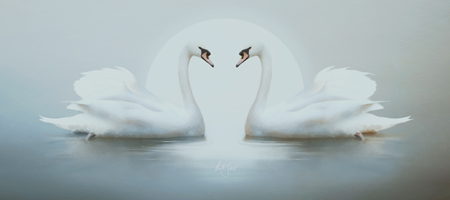 Moonlight Swans