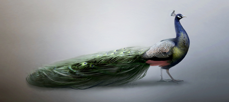 Pfau Peacock