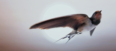 Swift Flying