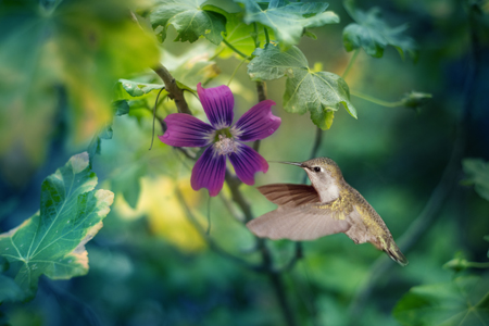 Purple Hummingbird Dewdrop