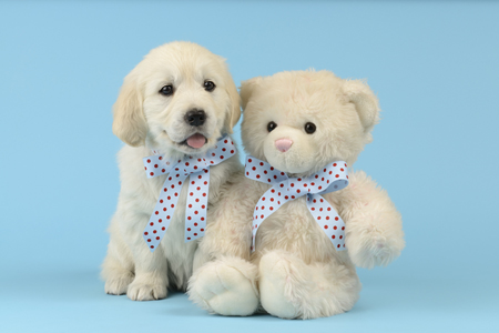 DP1063 Teddy Bear Labrador