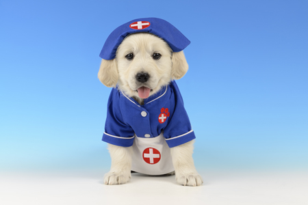 First Aid Puppy DP1064