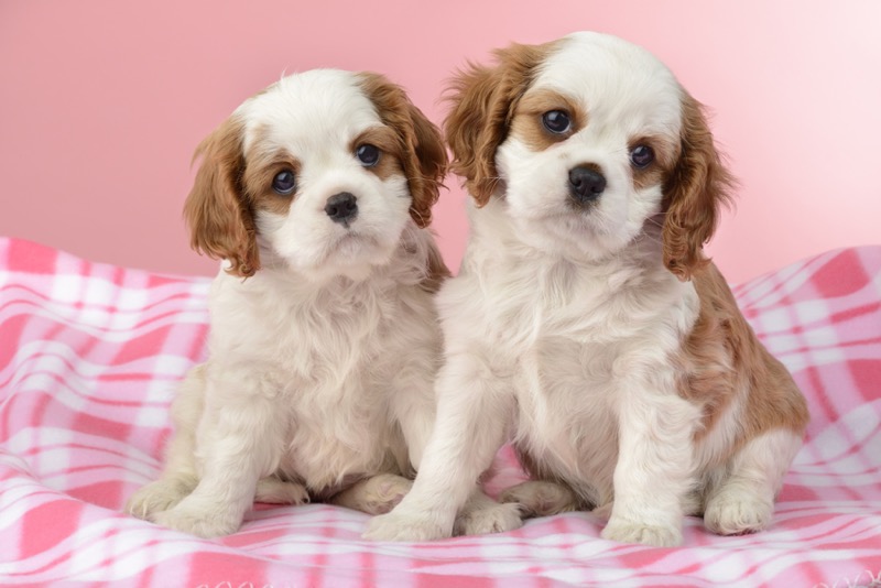 Puppies on Pink Blanket DP1065