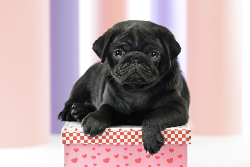 Puppy Giftbox DP1070