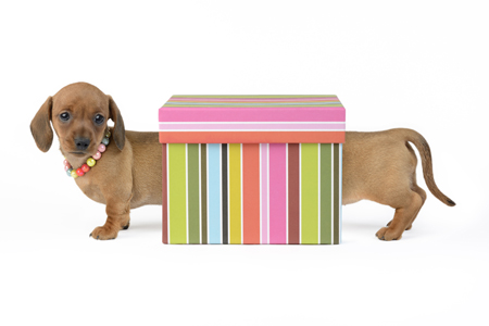 Dachsund Box DP1072