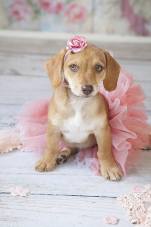 Puppy Ballerina